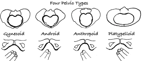 Pelvic-Types